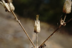 Cerastium ramosissimum