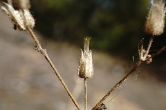 Cerastium ramosissimum