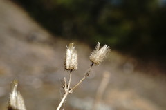 Cerastium ramosissimum