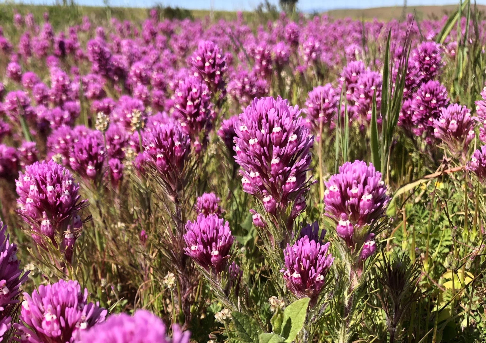 Castilleja exserta