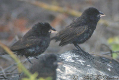 Geospiza conirostris