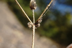 Cerastium ramosissimum