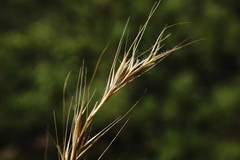 Festuca ambigua