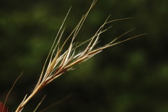 Festuca ambigua