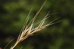 Festuca ambigua