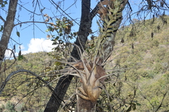 Tillandsia bourgaei