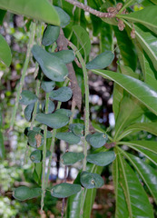 Barringtonia calyptrata