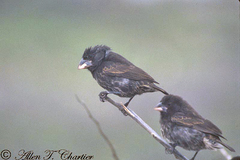 Geospiza conirostris