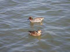 Anas crecca