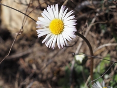 Bellis pappulosa