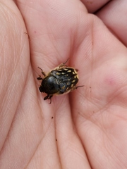 Euphoria subtomentosa