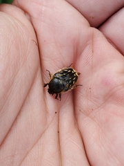 Euphoria subtomentosa