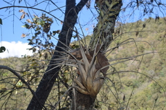 Tillandsia bourgaei