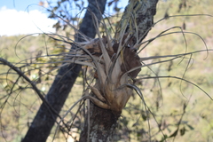 Tillandsia bourgaei
