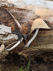 Coprinopsis atramentaria