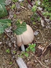 Coprinopsis atramentaria