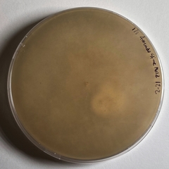 Botrytis