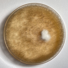 Botrytis