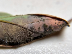 Botrytis
