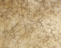 Botrytis