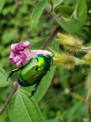 Calomacraspis splendens