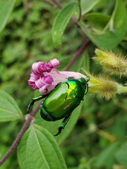Calomacraspis splendens