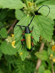 Deltaspis rubriventris