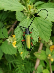 Deltaspis rubriventris