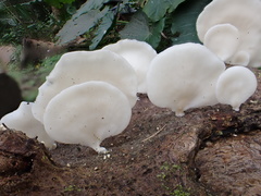 Favolus tenuiculus