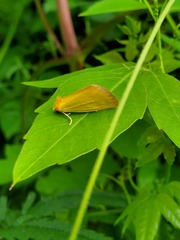 Eulithosia composita
