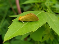 Eulithosia composita