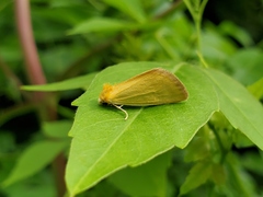 Eulithosia composita