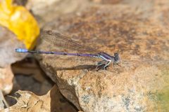 Argia hinei