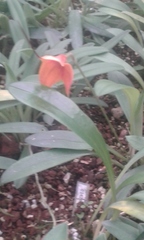 Masdevallia