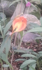 Masdevallia