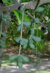 Barringtonia calyptrata