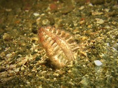 Ptilosarcus undulatus