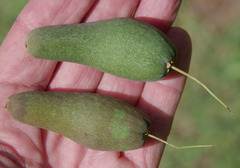 Barringtonia calyptrata