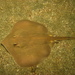Rogers' Round Ray - Photo (c) Cristian M. Galván Villa, some rights reserved (CC BY-NC), uploaded by Cristian M. Galván Villa
