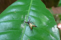Micrathena brevipes