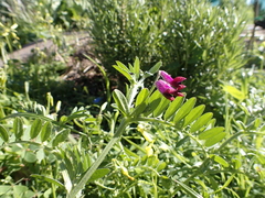 Vicia benghalensis image