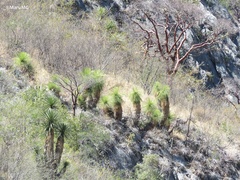 Yucca queretaroensis