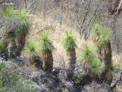 Yucca queretaroensis