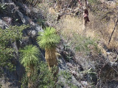 Yucca queretaroensis