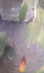 Restrepia antennifera