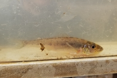 Percopsis omiscomaycus