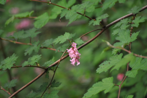 Neillia (Neillia sinensis)