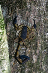 Centruroides bicolor