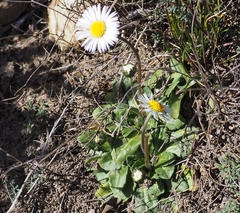 Bellis pappulosa