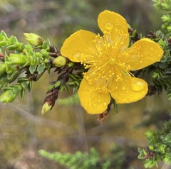 Hypericum laricifolium